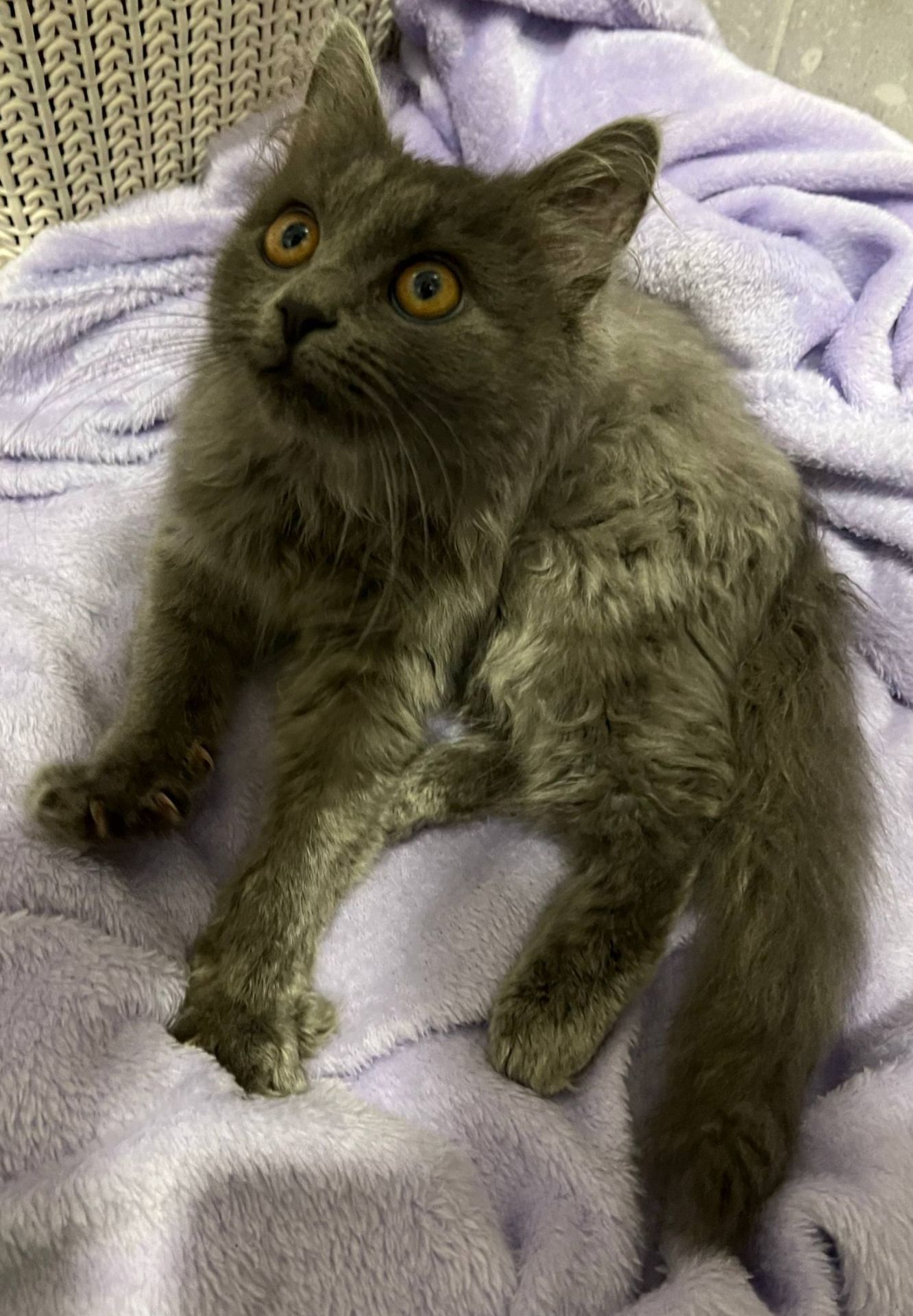 Кошеня нібелунга