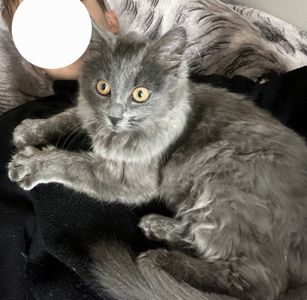 Кошеня нібелунга