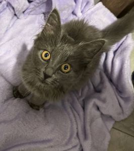 Кошеня нібелунга