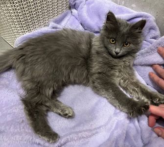 Кошеня нібелунга