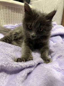 Кошеня нібелунга