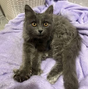 Кошеня нібелунга