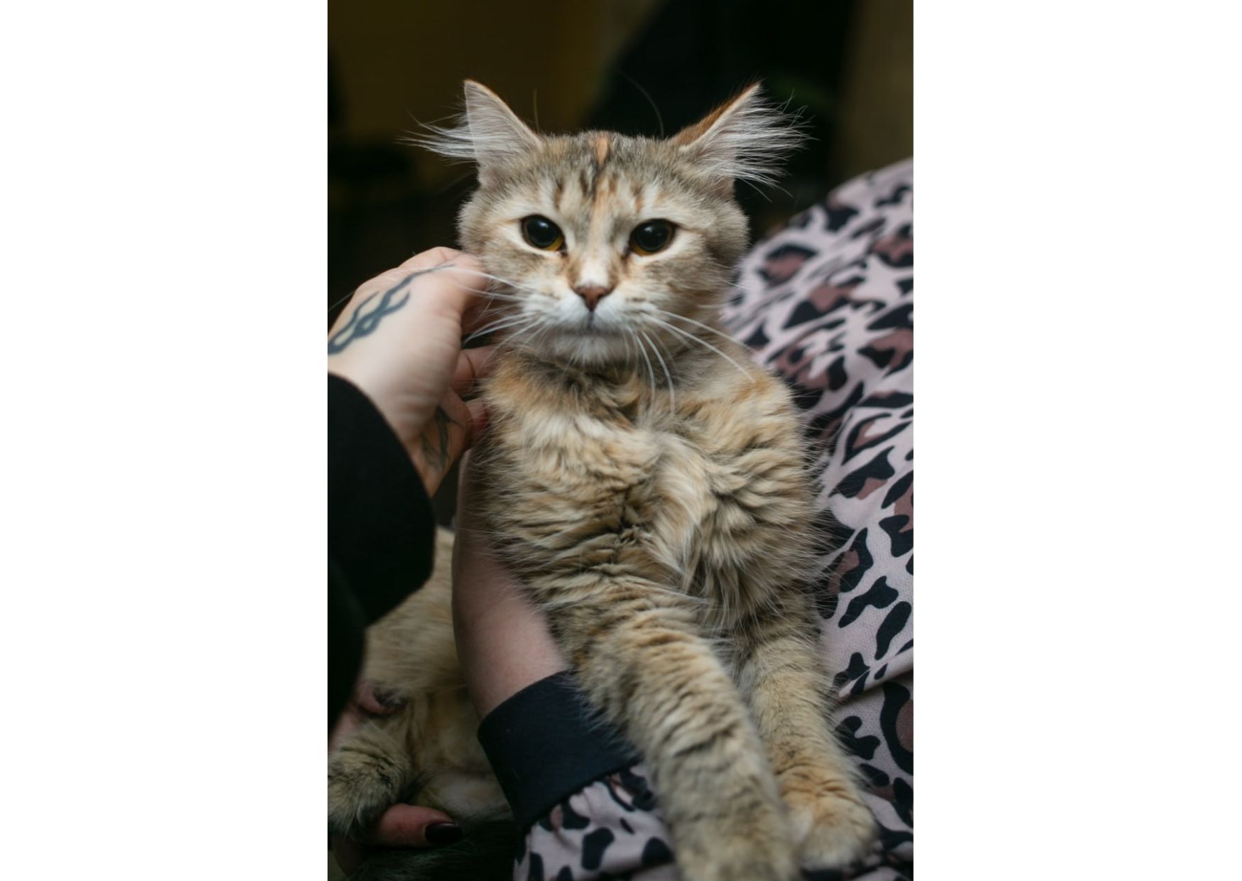 Неймовірна красуня чекає своїх людей