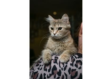 Неймовірна красуня чекає своїх людей