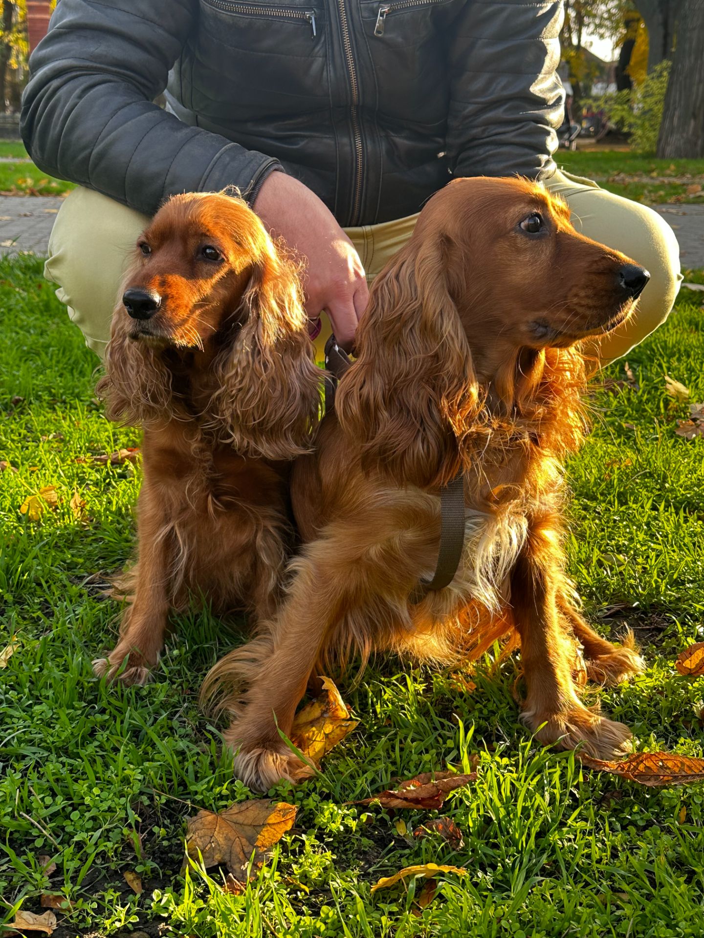 Цуценята Англійського Коркер Спаніеля