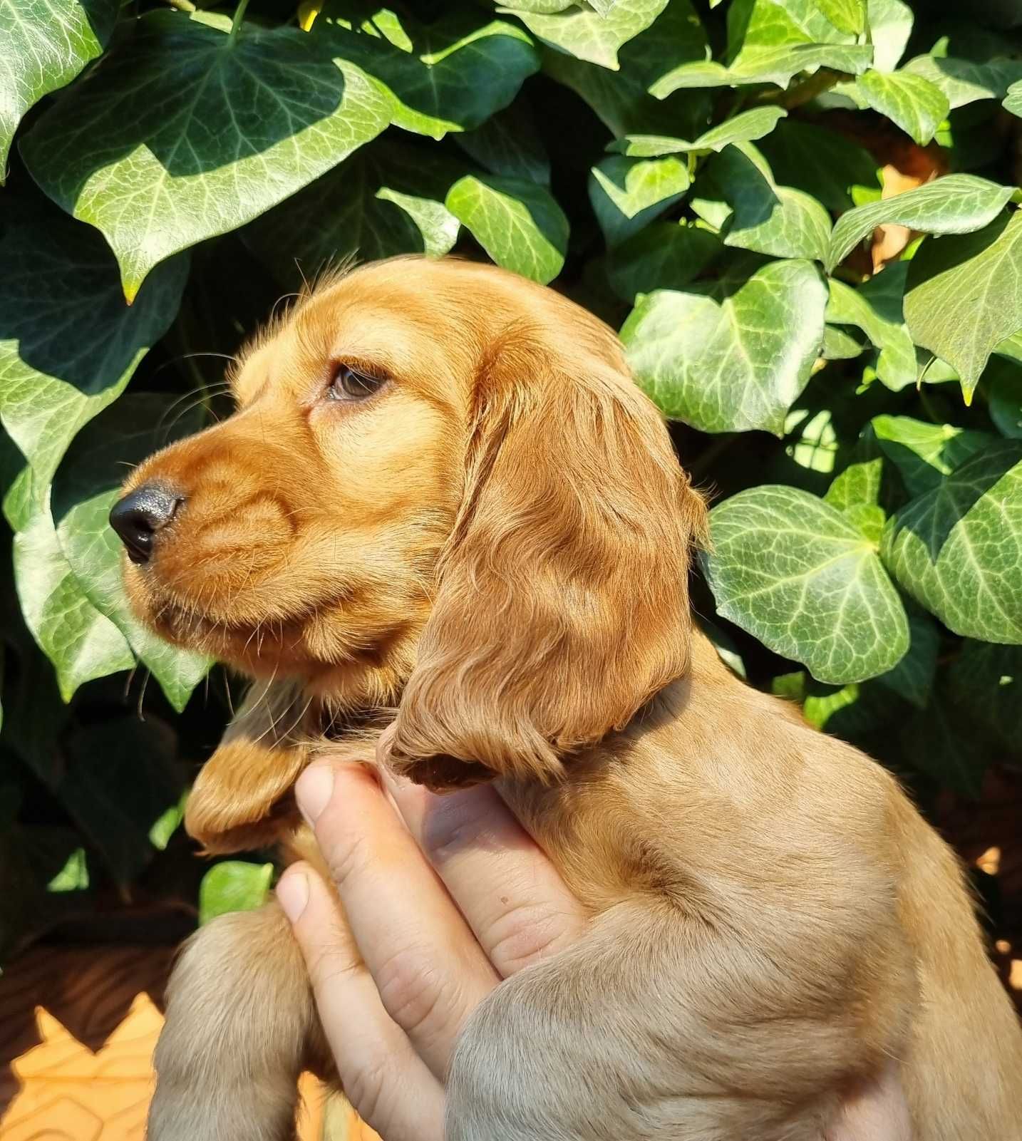 Цуценята Англійського Коркер Спаніеля