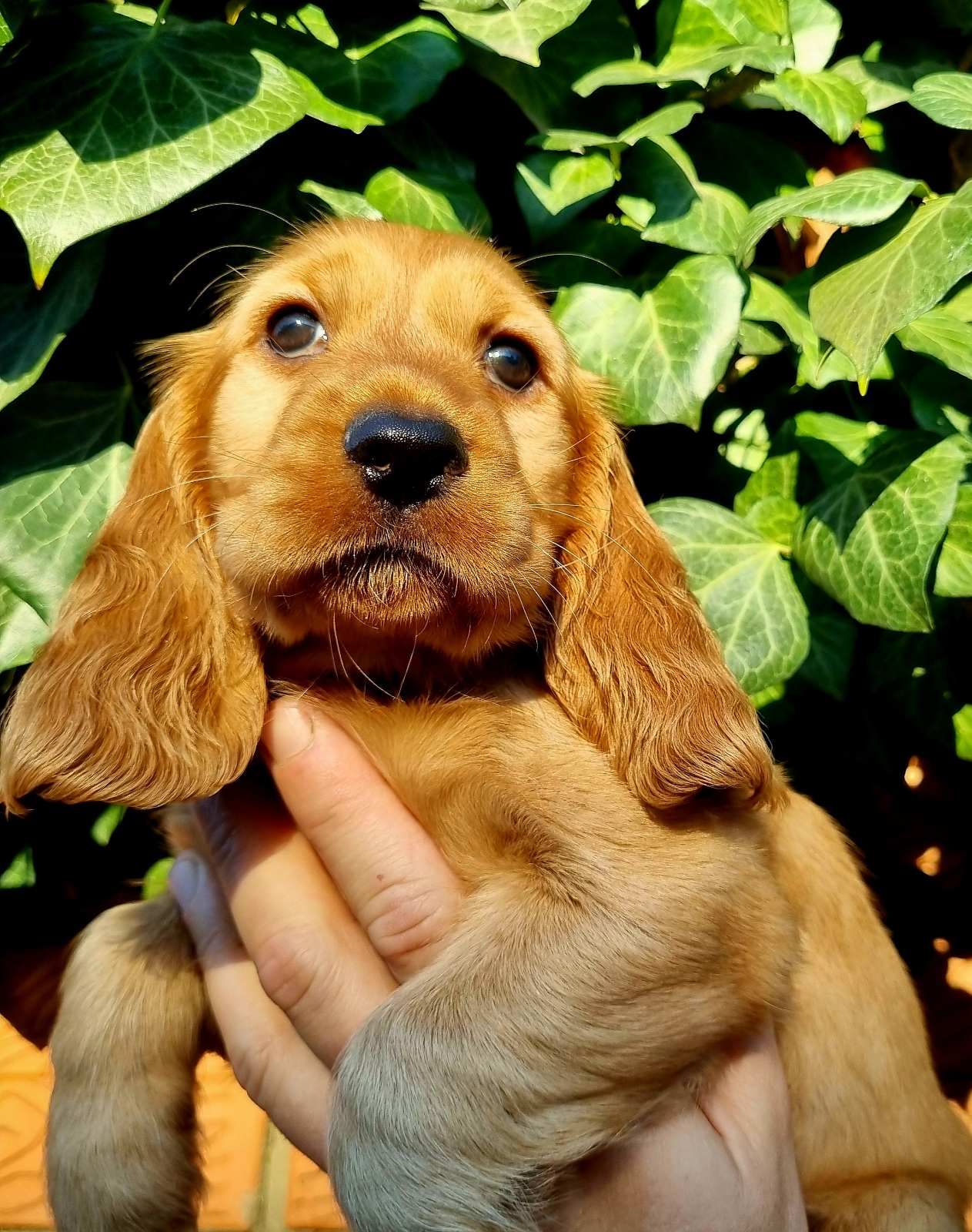 Цуценята Англійського Коркер Спаніеля