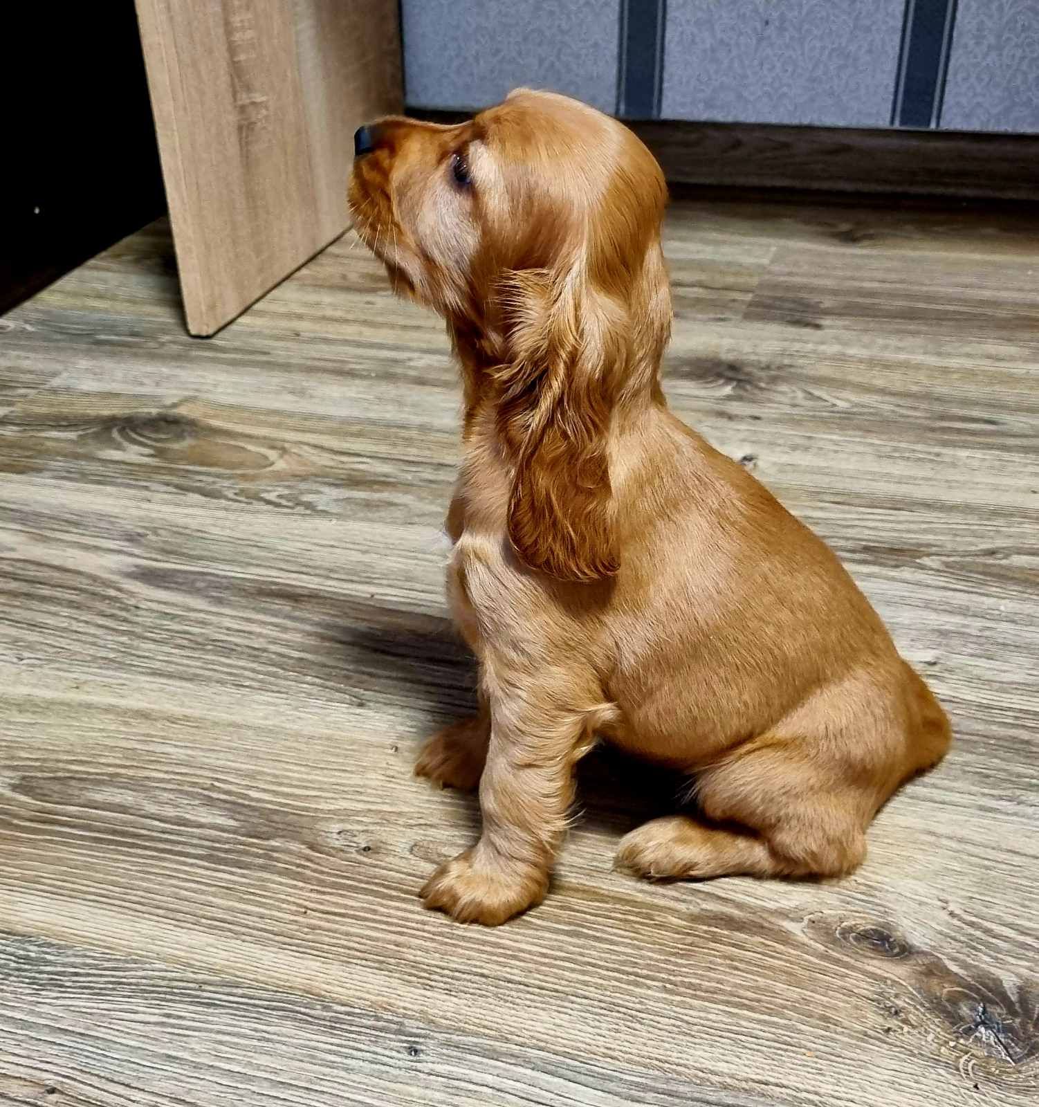 Цуценята Англійського Коркер Спаніеля