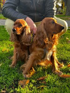 Цуценята Англійського Коркер Спаніеля