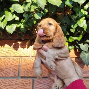 Цуценята Англійського Коркер Спаніеля