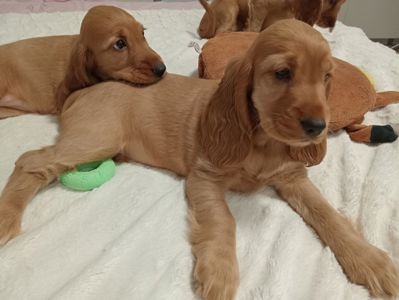 Цуценята Англійського Коркер Спаніеля