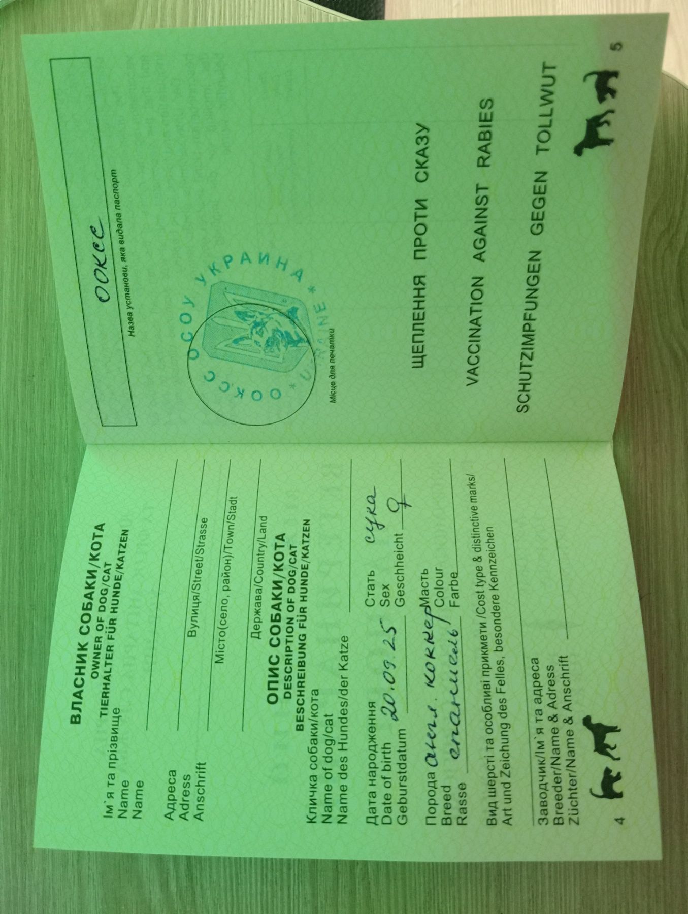 Цуценята Англійського Коркер Спаніеля