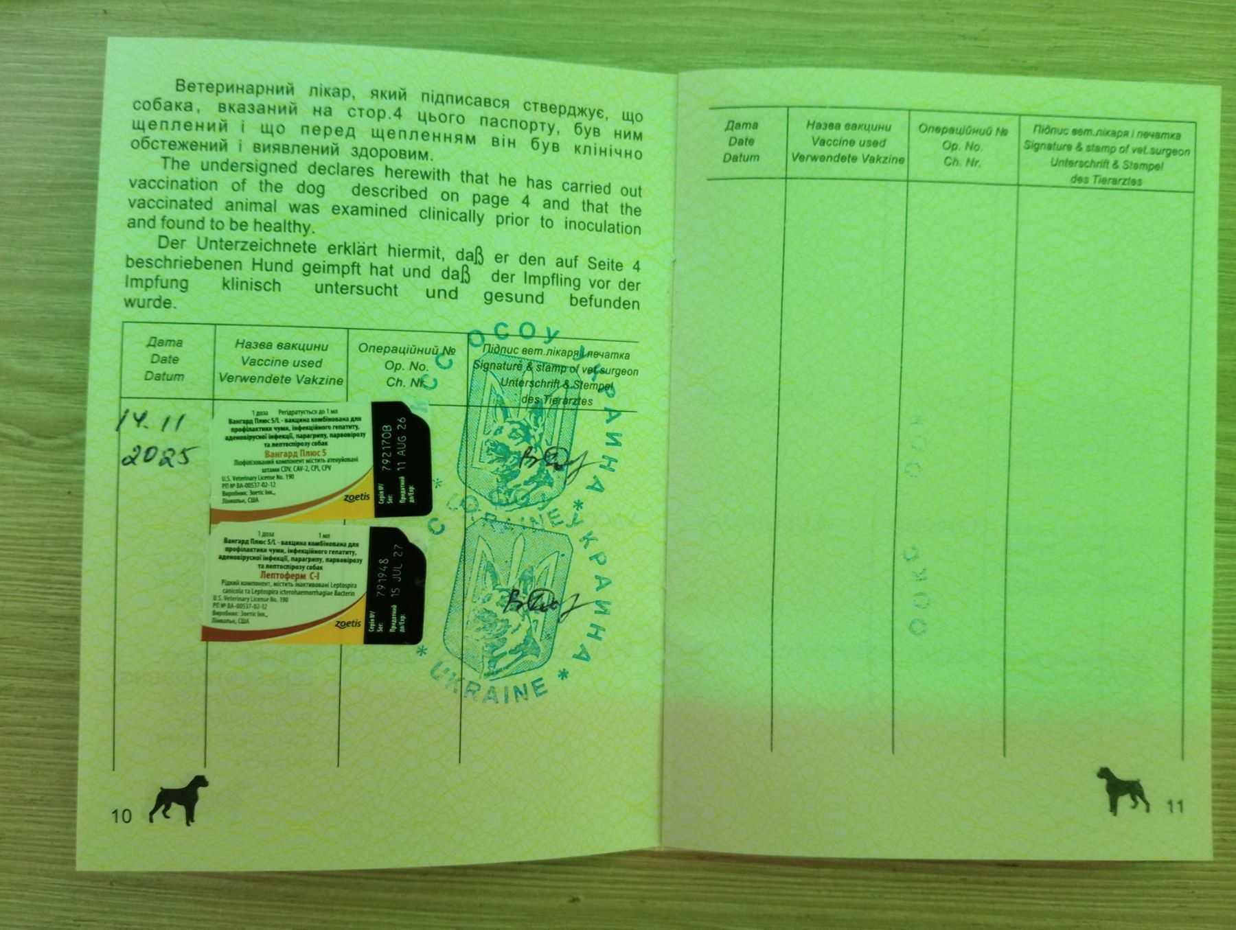 Цуценята Англійського Коркер Спаніеля