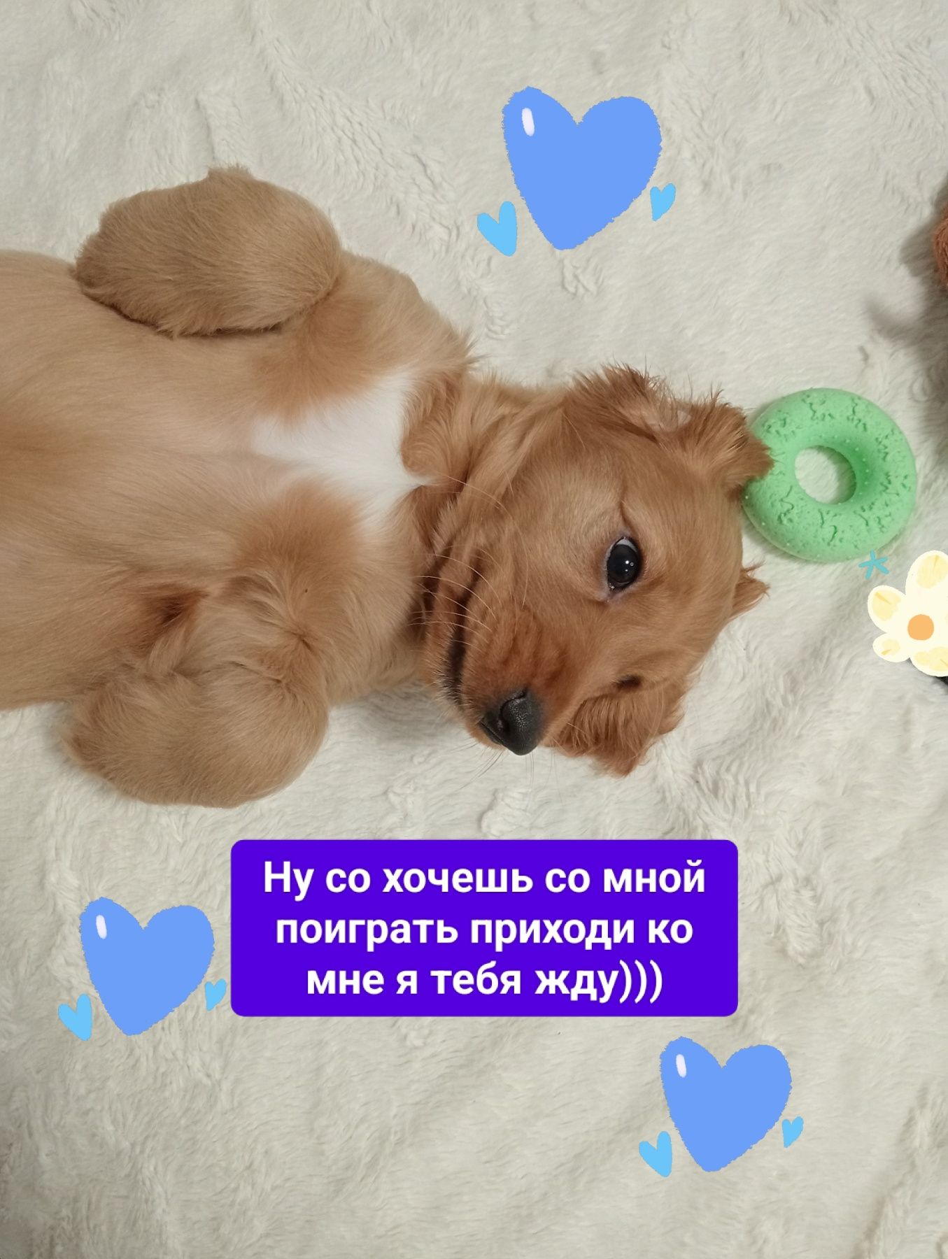 Цуценята Англійського Коркер Спаніеля