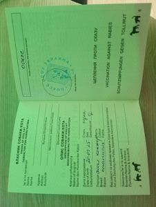 Цуценята Англійського Коркер Спаніеля