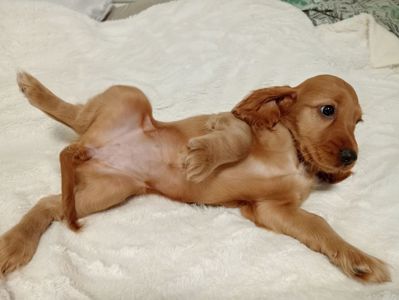 Цуценята Англійського Коркер Спаніеля