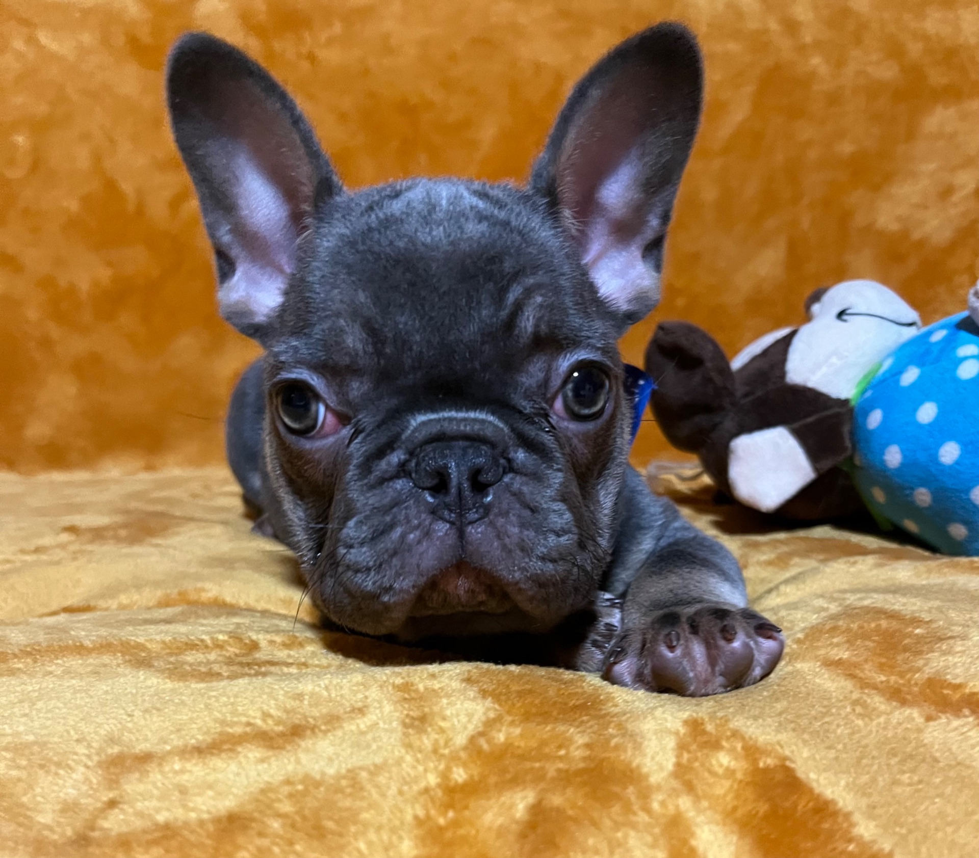 Очаровательная девчуля