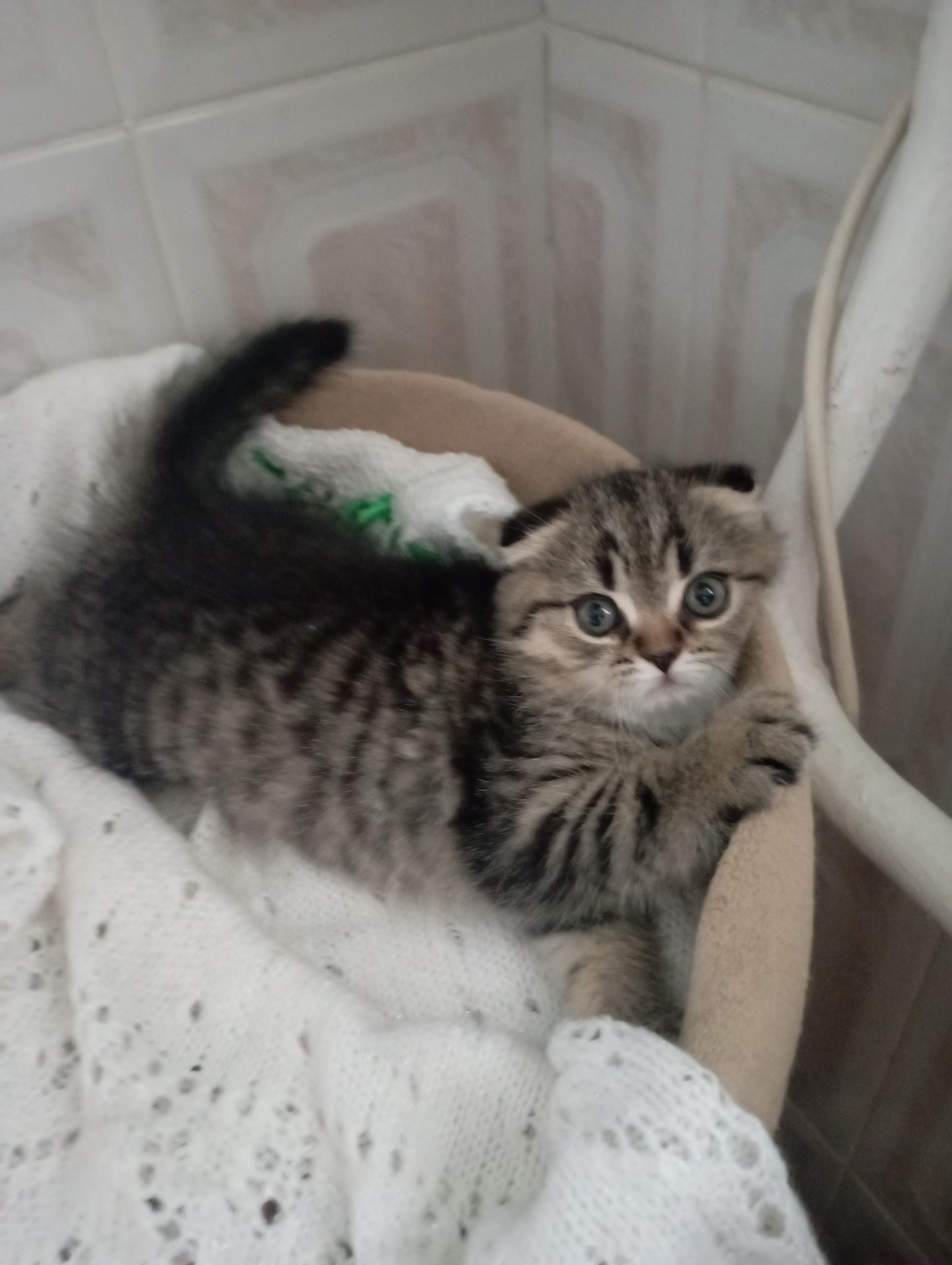 Грайливі Милі Скоттиш страйт Золоті Хлопчики