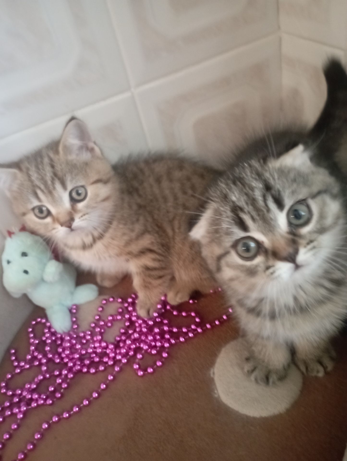 Грайливі Милі Скоттиш страйт Золоті Хлопчики