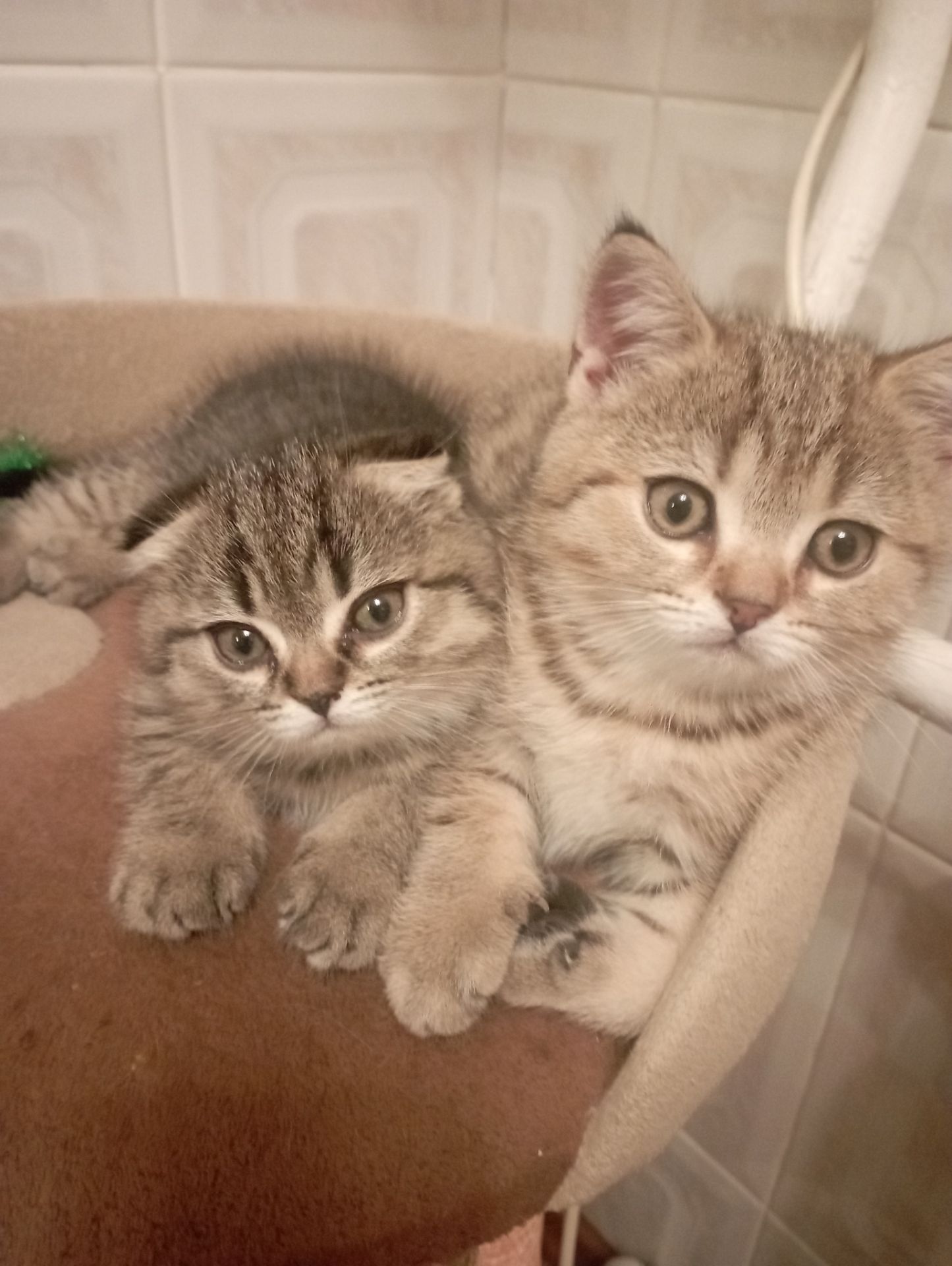 Грайливі Милі Скоттиш страйт Золоті Хлопчики