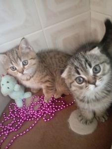 Грайливі Милі Скоттиш страйт Золоті Хлопчики