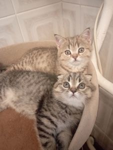 Грайливі Милі Скоттиш страйт Золоті Хлопчики