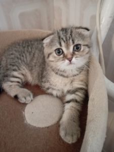 Грайливі Милі Скоттиш страйт Золоті Хлопчики