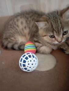 Грайливі Милі Скоттиш страйт Золоті Хлопчики