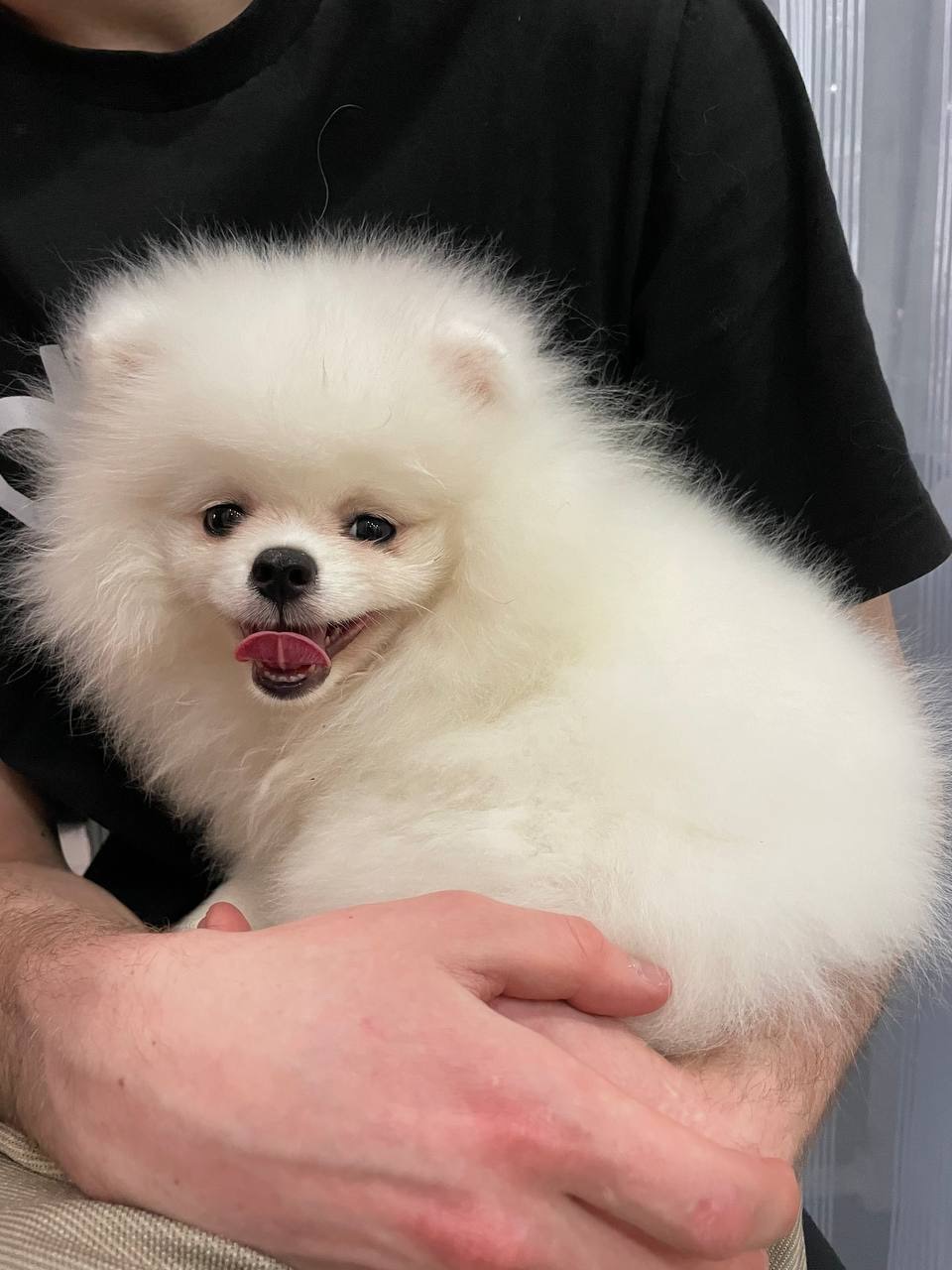 Померанский шпиц