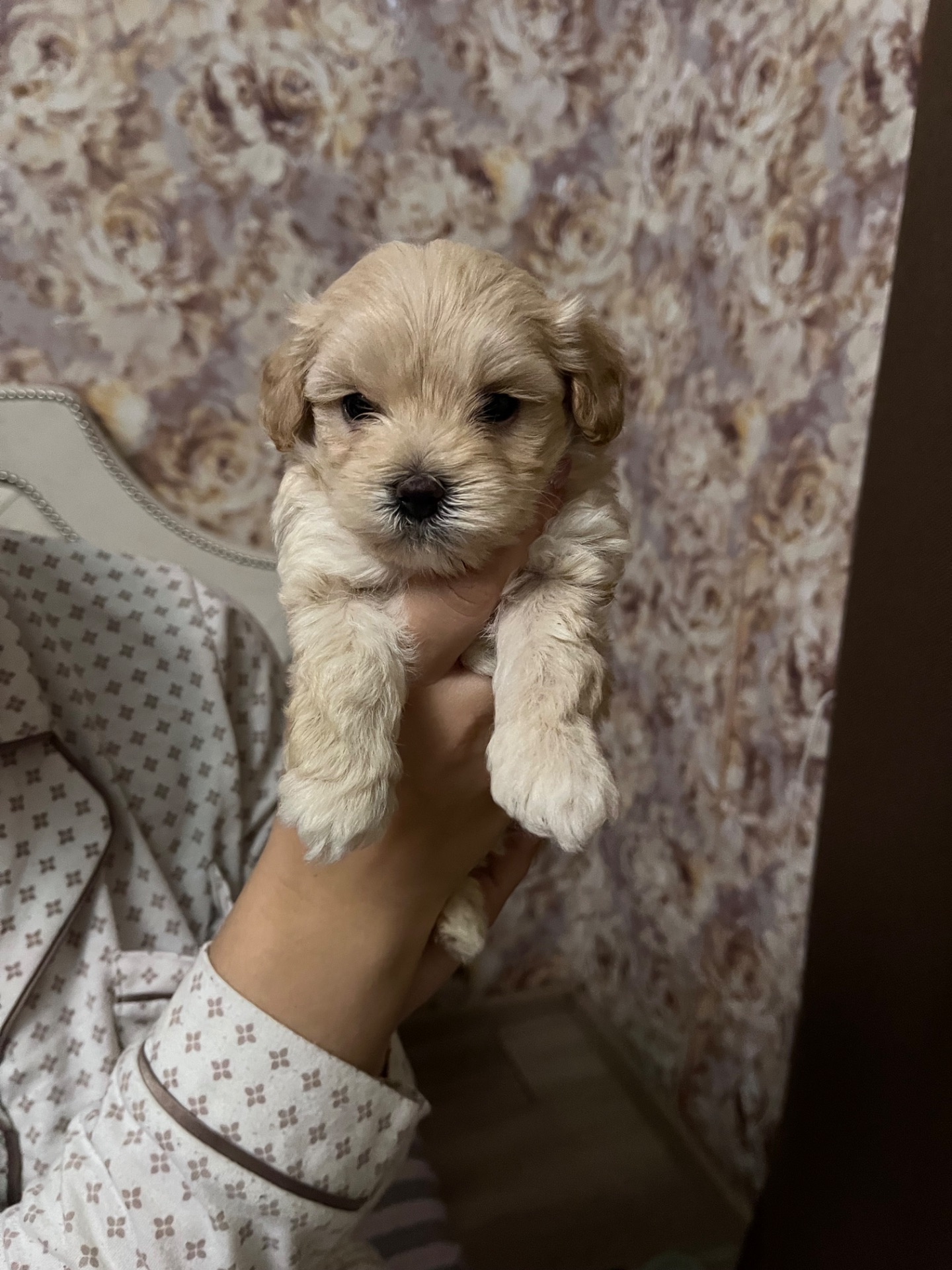 Цуцики мальтіпу Ф1