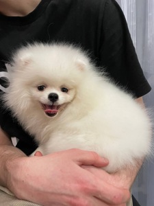 Померанский шпиц