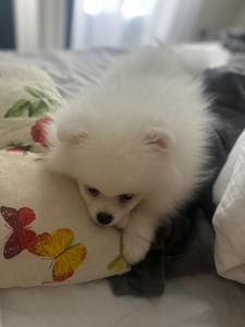 Померанский шпиц