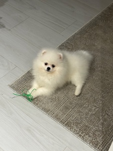 Померанский шпиц