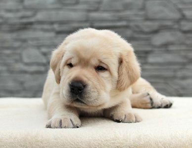 Породні цуценята лабрадора ретривера