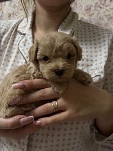 Цуцики мальтіпу Ф1