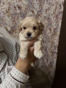 Цуцики мальтіпу Ф1