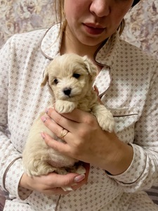 Цуцики мальтіпу Ф1