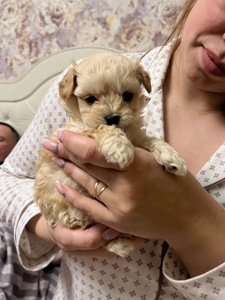 Цуцики мальтіпу Ф1