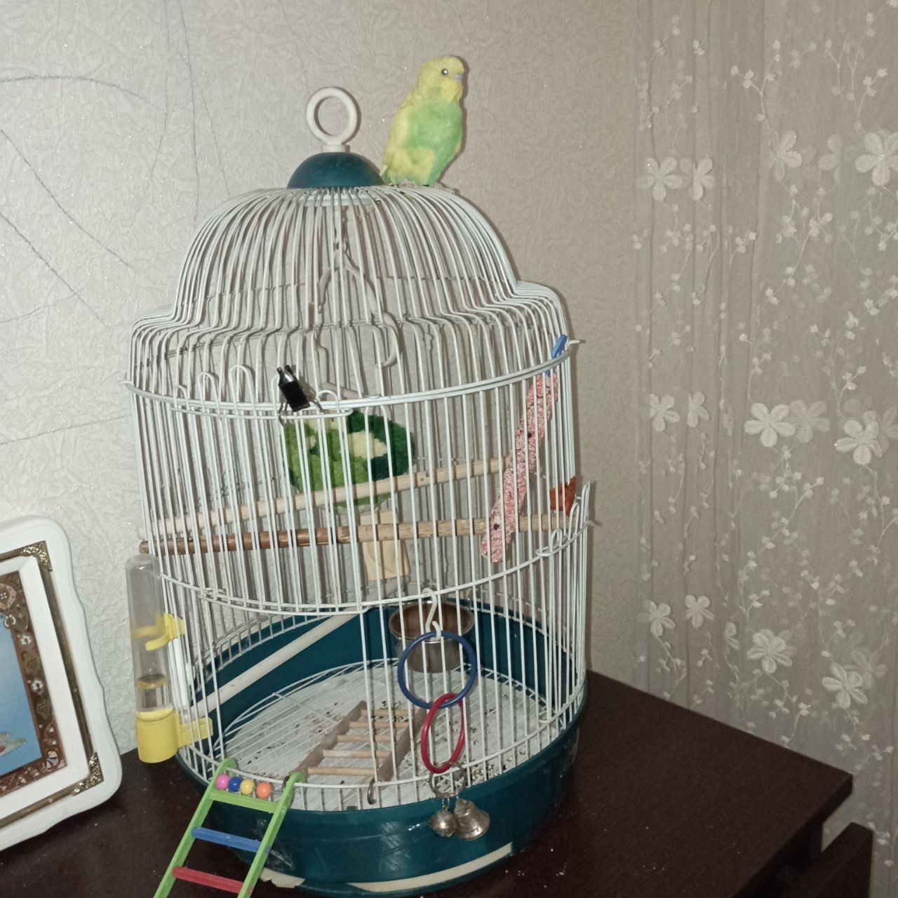 Попугайчик с клеткой, имя Лимончик