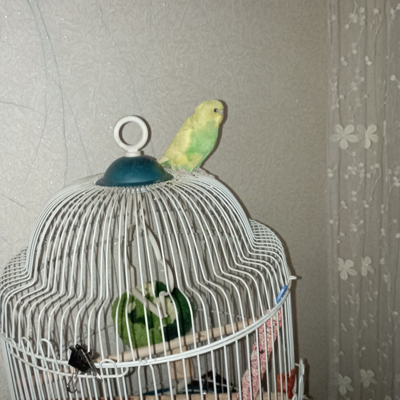 Попугайчик с клеткой, имя Лимончик