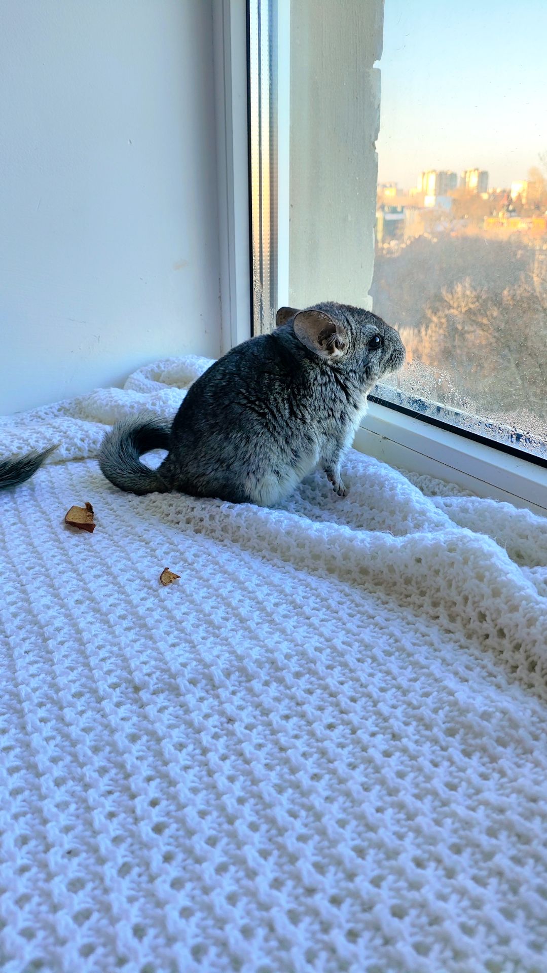 Шиншила дівчинка 3 місяці