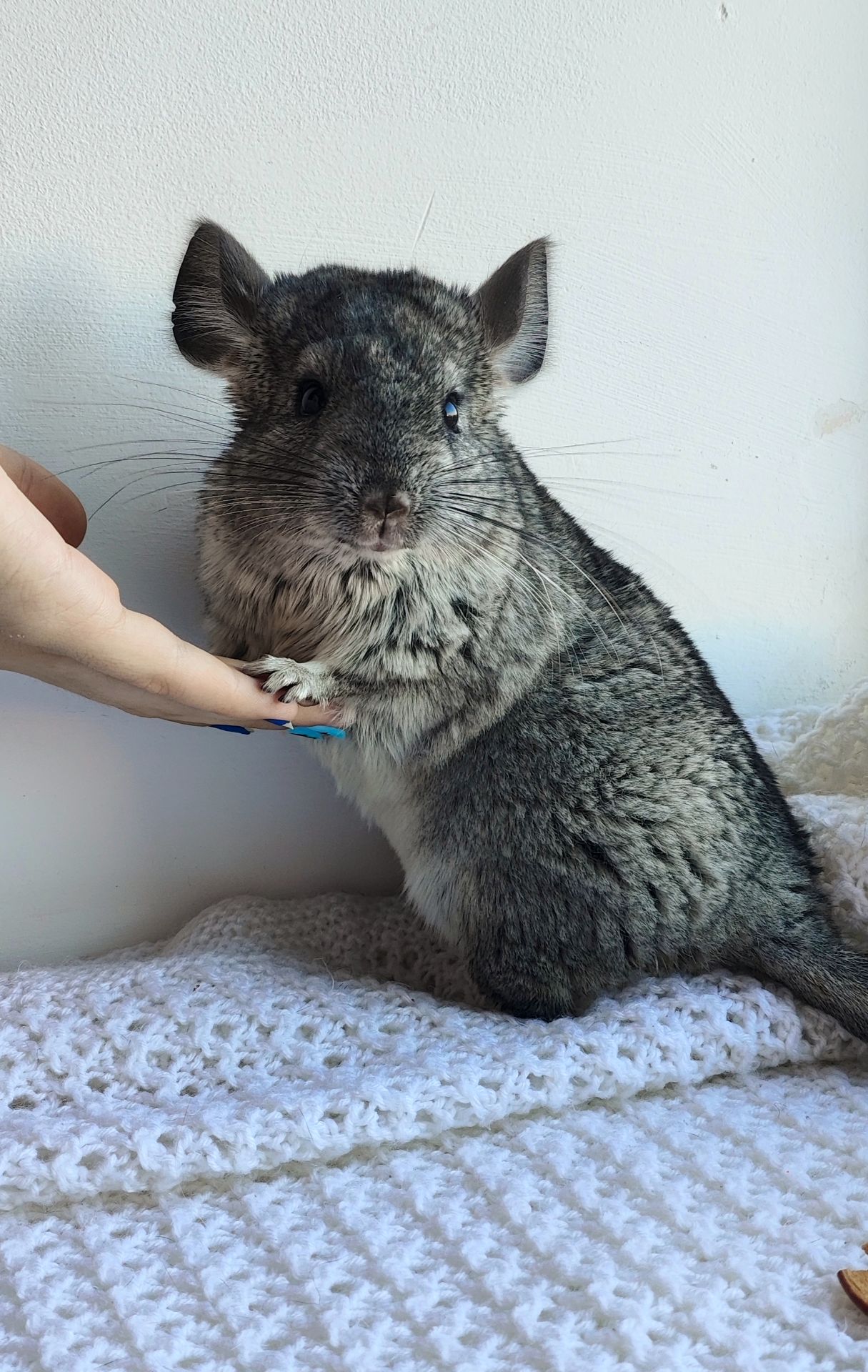 Шиншила дівчинка 3 місяці