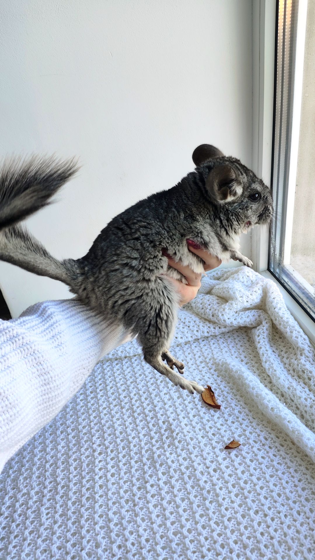 Шиншила дівчинка 3 місяці