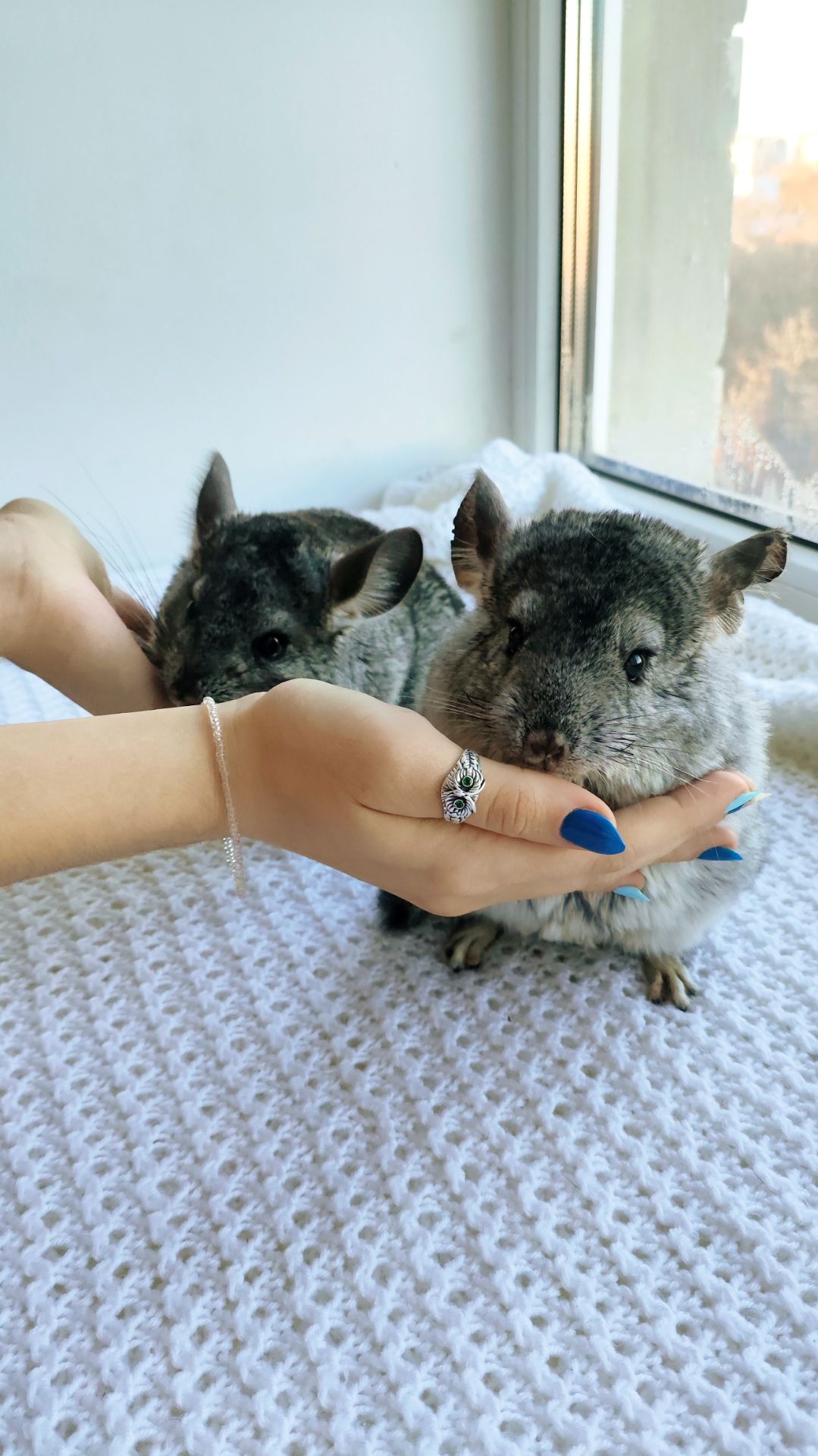 Шиншила дівчинка 3 місяці