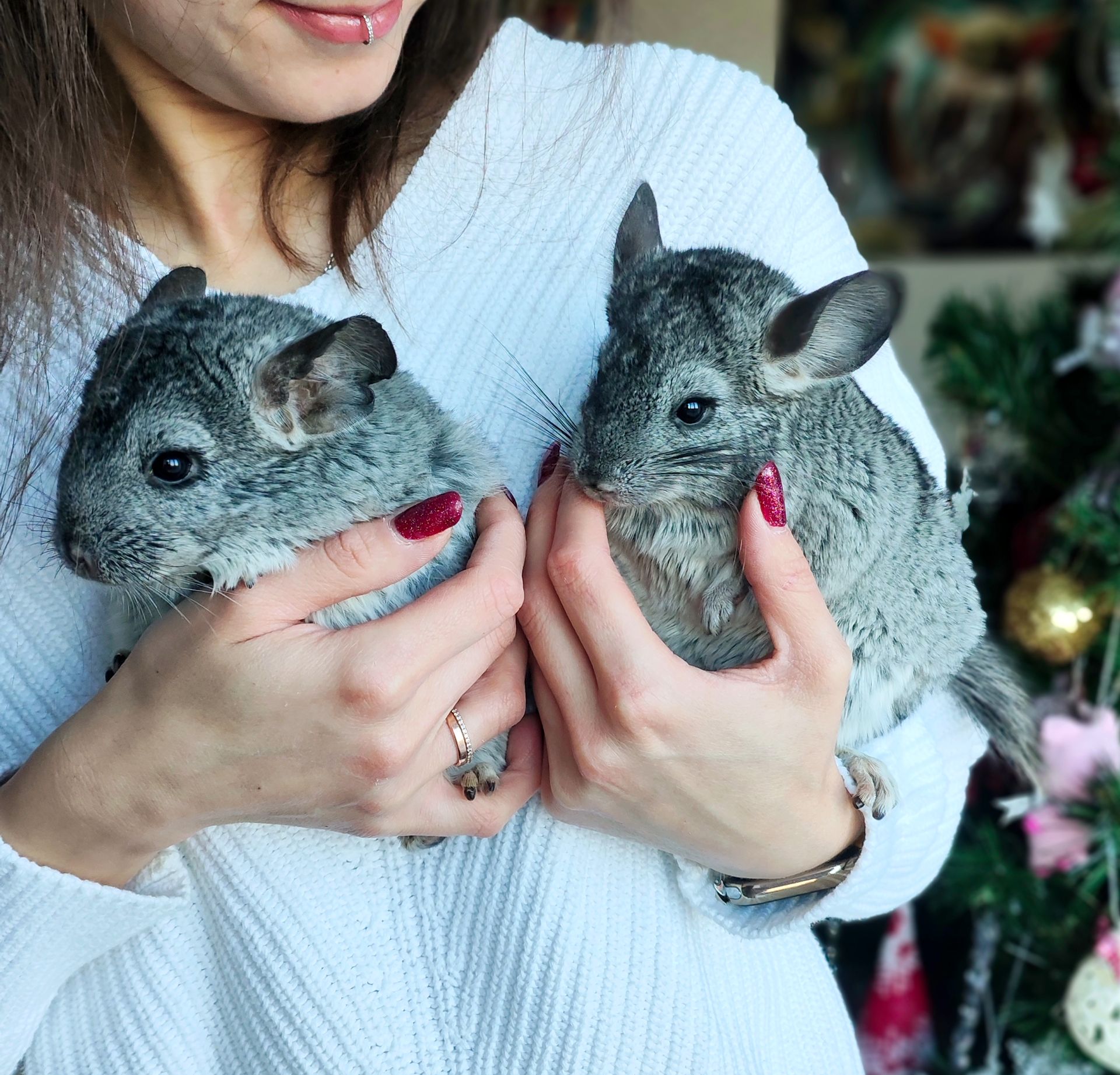 Шиншила дівчинка 3 місяці