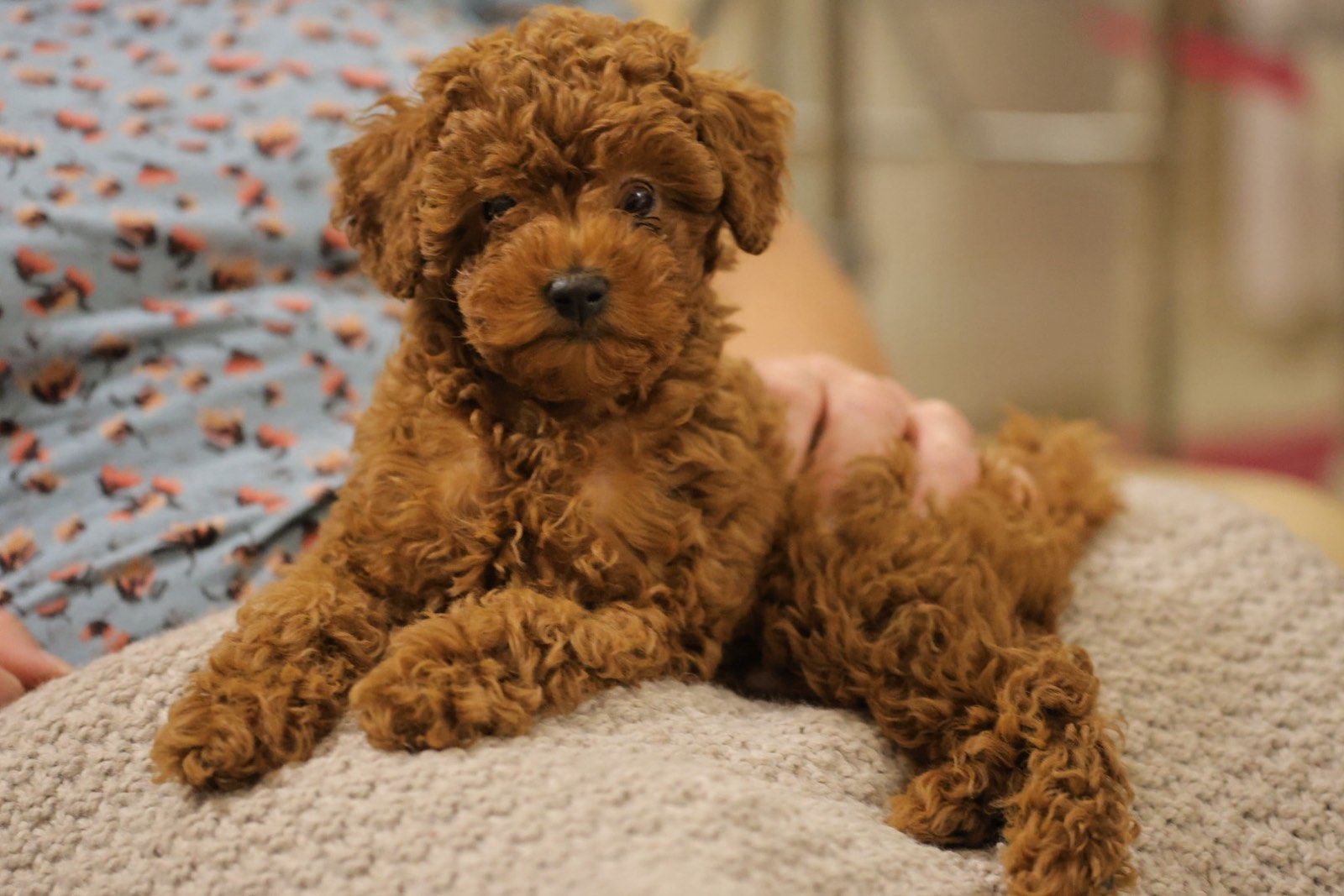 Непереможний