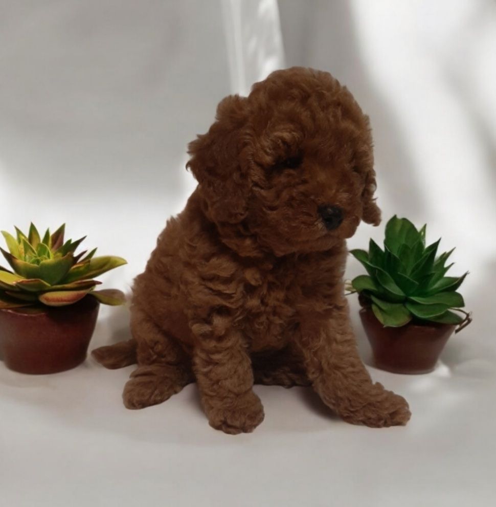 VIP хлопчик! Темний Red!