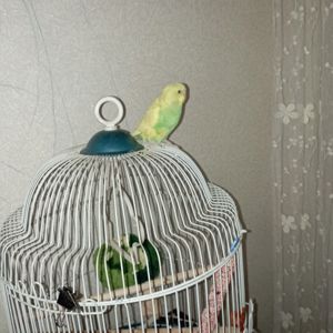 Попугайчик с клеткой, имя Лимончик