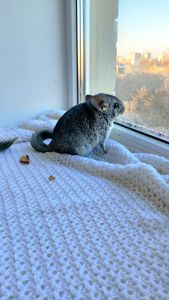 Шиншила дівчинка 3 місяці