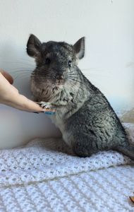 Шиншила дівчинка 3 місяці